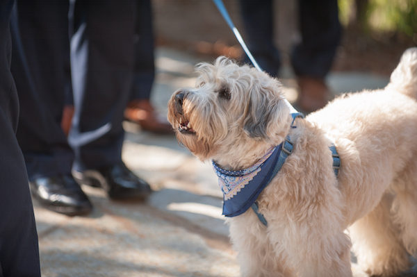 Plumpjack Squaw Valley Wedding